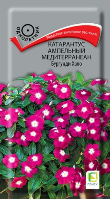 katarantus_ampelnyy_mediterranean_burgundi_khalo