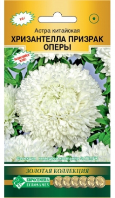 Астра китайская «Хризантелла Призрак Оперы»