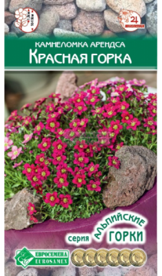 Камнеломка арендса Красная Горка