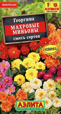 Георгина Махровые миньоны, смесь сортов_ЦП