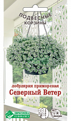 Лобулярия Северный Ветер