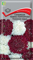 scabioza_temno_purpurnay_plamennoe_serdce