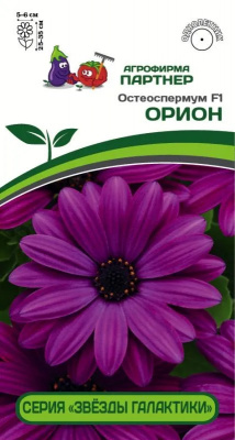 остеоспермум орион