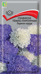 scabioza_temno_purpurnay_ledyanoe_serdce