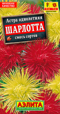 Астра Шарлотта, смесь окрасок_ЦП