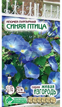 Ипомея Синяя Птица