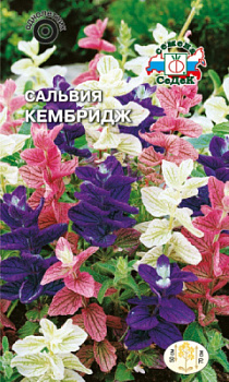 salviya_kembridzh_smes