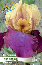 Iris germanica Gala Madrid