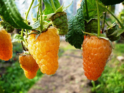 orangechudo