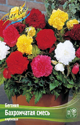 Begonia Fimbriata Mixed
