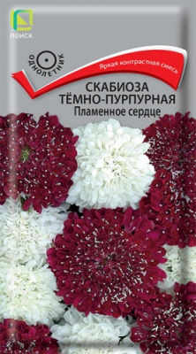scabioza_temno_purpurnay_plamennoe_serdce