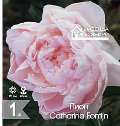 сПион Catharina Fontijn