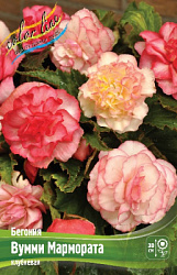 Begonia Wummi Marmorata