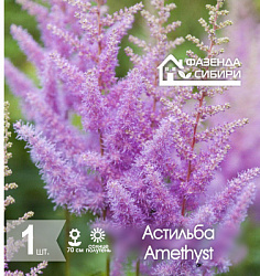 сАстильба Amethyst