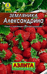 Земляника Александрина_Лидер