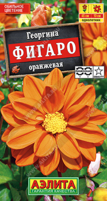 Георгина Фигаро оранжевая