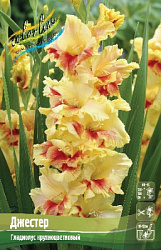 Gladiolus Jester