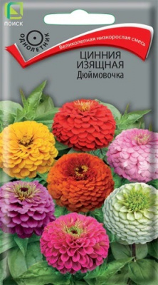 Цинния изящная Дюймовочка