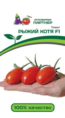 Рыжий котя