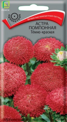 Астра помпонная Темно-красная