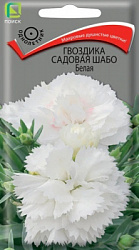 Гвоздика садовая Шабо Белая
