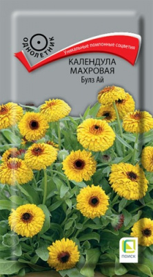 kalendula_makhrovaya_bulz_ay
