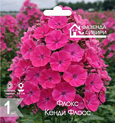 Флокс Кенди Флосс. cdr