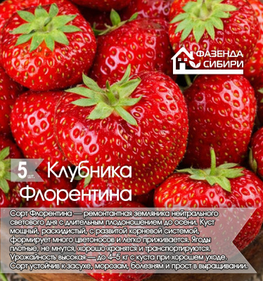 Флорентина