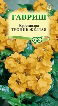 Кроссандра Торпик желтая
