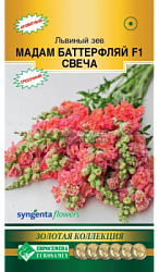 Львиный зев Мадам Баттерфляй Свеча
