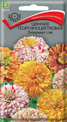Цинния георгиноцветковая Пеперминт стик