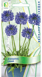 agapantus_siniy