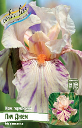Iris germanica Peach Jam
