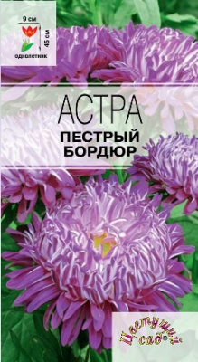 Астра пестрый бордюр