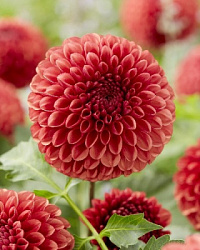 Dahlia%20Copperboy 1