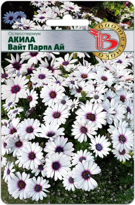 Акила вайт парпл ай