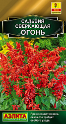 Сальвия сверкающая Огонь
