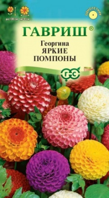 Георгина Яркие помпоны