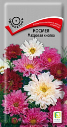 Космея Махровая Кнопка
