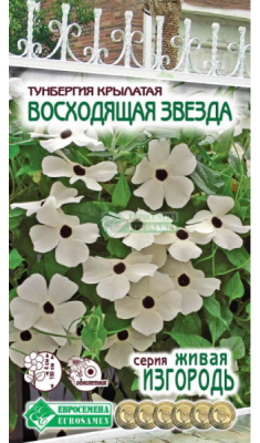 Тунбергия ВОСХОДЯЩАЯ ЗВЕЗДА
