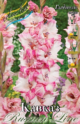 Gladiolus%20Kaukasus 1