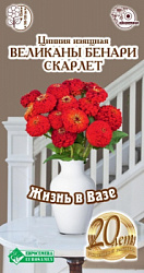 Цинния ВЕЛИКАНЫ БЕНАРИ СКАРЛЕ
