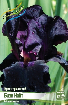 Iris germanica Black Knight