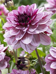 Dahlia%20Creme%20De%20Cassis 1