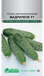 Огурец Мадрилене