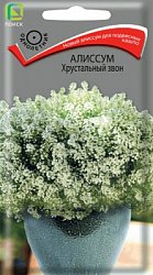 alissum_hrustalny_zvon