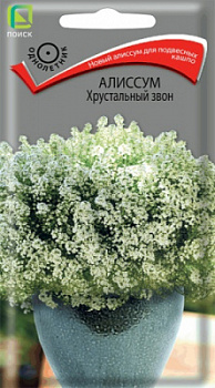 alissum_hrustalny_zvon