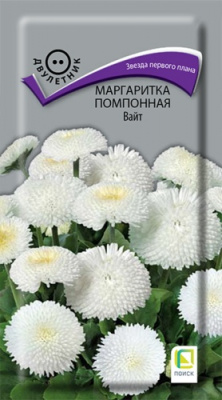 margaritka_pomponnaya_white