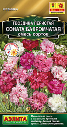 Гвоздика Соната бахромчатая