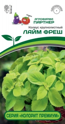 Колеус Лайм фреш